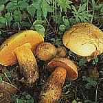 Borowik ponury Boletus luridus