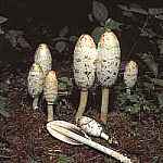 Czernidak kopakowaty Coprinus comatus