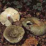 Gobek modroty Russula cyanoxantha