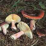 Gobek winny Russula xerampelina