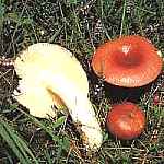 Gobek bagienny Russula paludosa