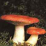 Gobek wymiotny Russula emetica