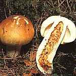 Gobek smierdzcy Russula foetens