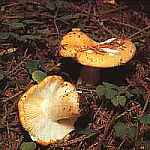 Gobek brudnoty Russula ochrolueca