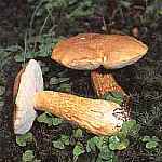 Goryczaj ciowy Tylopilus fellus