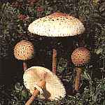 Czubajka kania, kania Macrolepiota procera