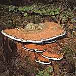 akownica spaszczona Ganoderma applantum