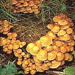 uszczak zmienny Kuehneromyces mutabilis