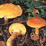 Malak ty Suillus grevillei