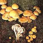 Malanka agodna Hypholoma capnoides