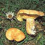 Mleczaj rydz, rydz Lactarius deliciosus