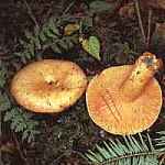 Mleczaj pnojesienny Lactarius salmonicolor