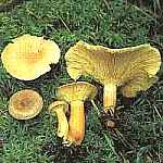 Mleczaj powy Lactarius helvus