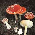 Muchomor czerwony Amanita muscaria