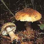 Muchomor czerwonawy Amanita rubescens