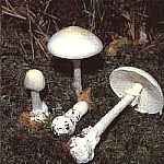 Muchomor jadowity Amanita virosa