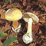 Muchomor sromotnikowy Amanita phallodies