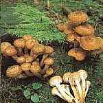 Opieka miodowa Armillaria mellea