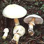 Pieczarka polowa Agaricus arvensis