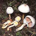 Pieczarka tawa Agaricus xanthoderma