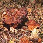 Piestrzenica kasztanowata Gyromitra esculenta