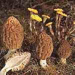 Smardz stokowaty Morchella conica