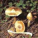 Strzpniak strzpiasty Inocybe fastigiata