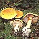 Zasonak nijaki Cortinarius varius